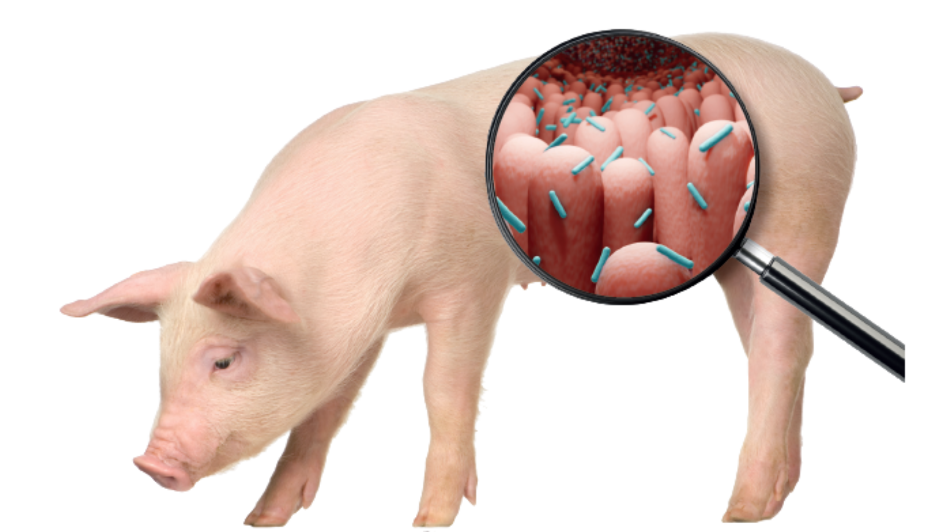 Relación entre los lípidos de la dieta y el sistema inmune en cerdos