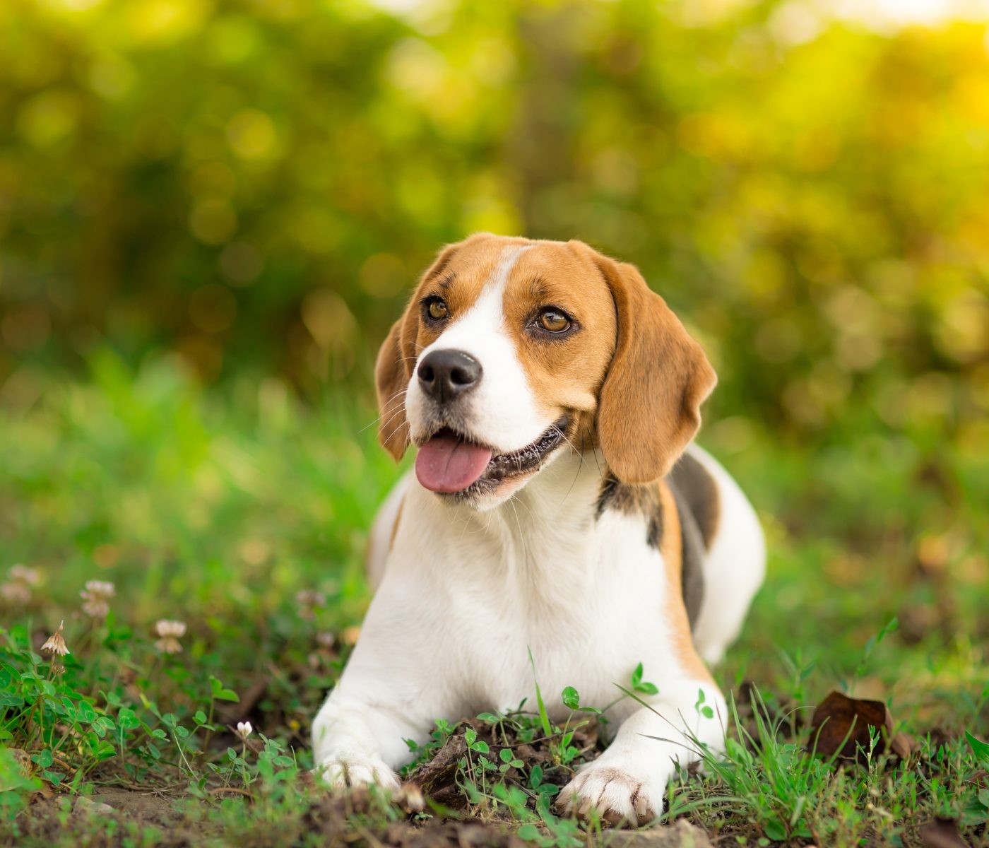 Influência da fibra na funcionalidade intestinal de cães