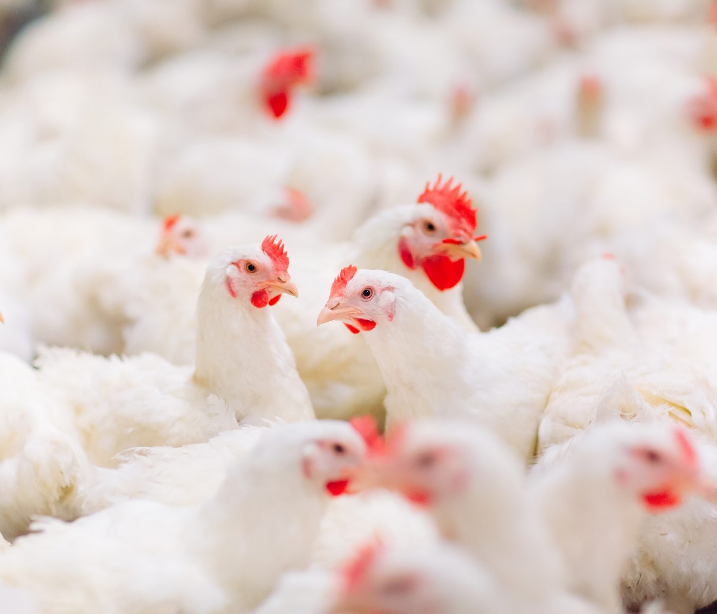 Avaliação dos ácidos L-glutâmico e N,N-diacético como aditivos para frangos