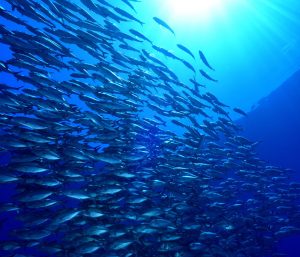 Peixes: aspectos gerais relacionados à nutrição
