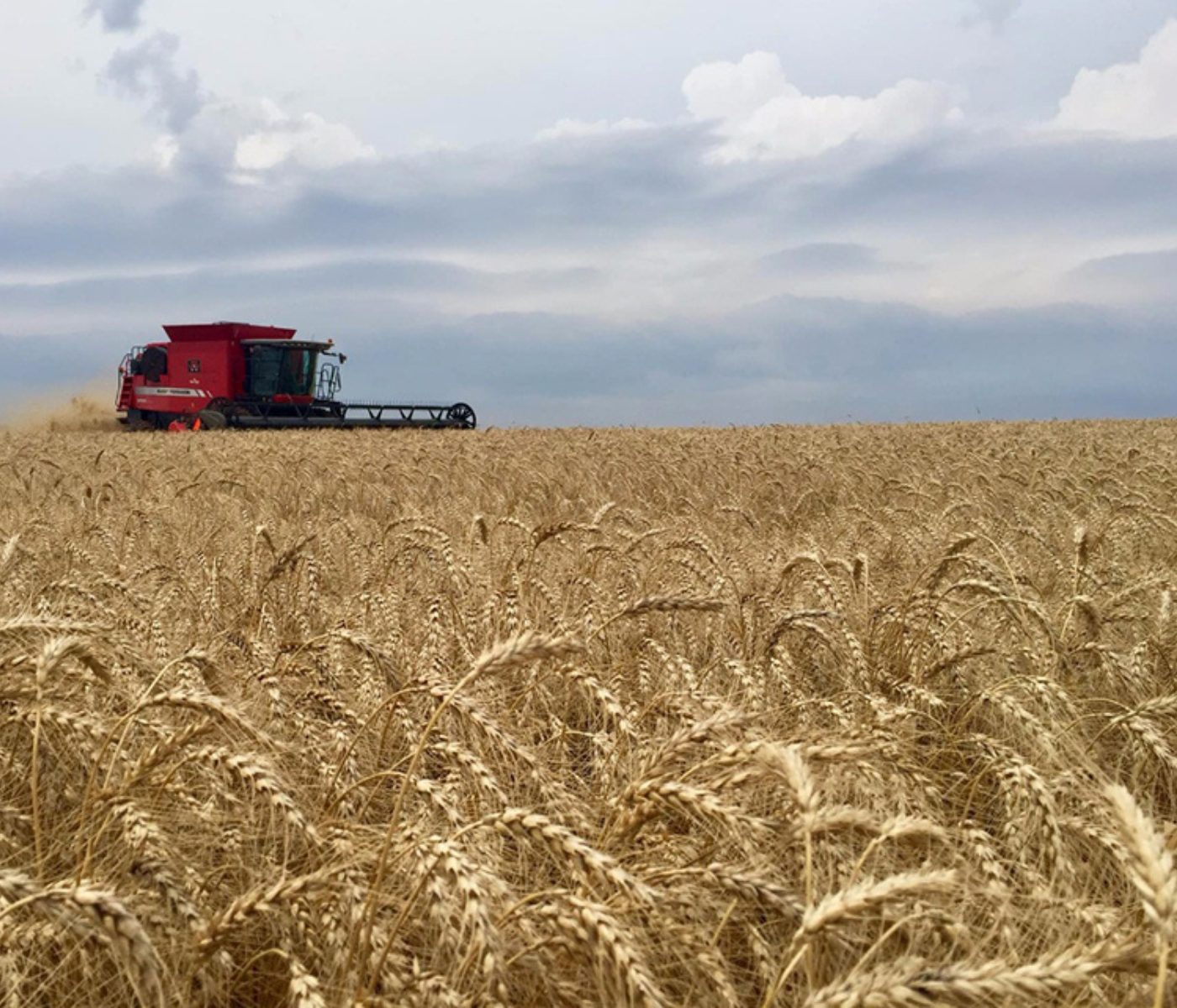Boas práticas podem aumentar produção de trigo em 1,5 milhão de toneladas