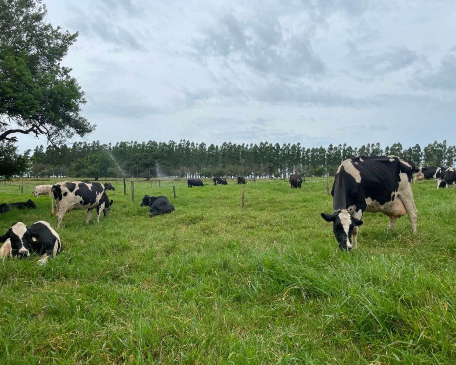 Produção de leite a pasto supera sistemas intensivos em produtividade hídrica