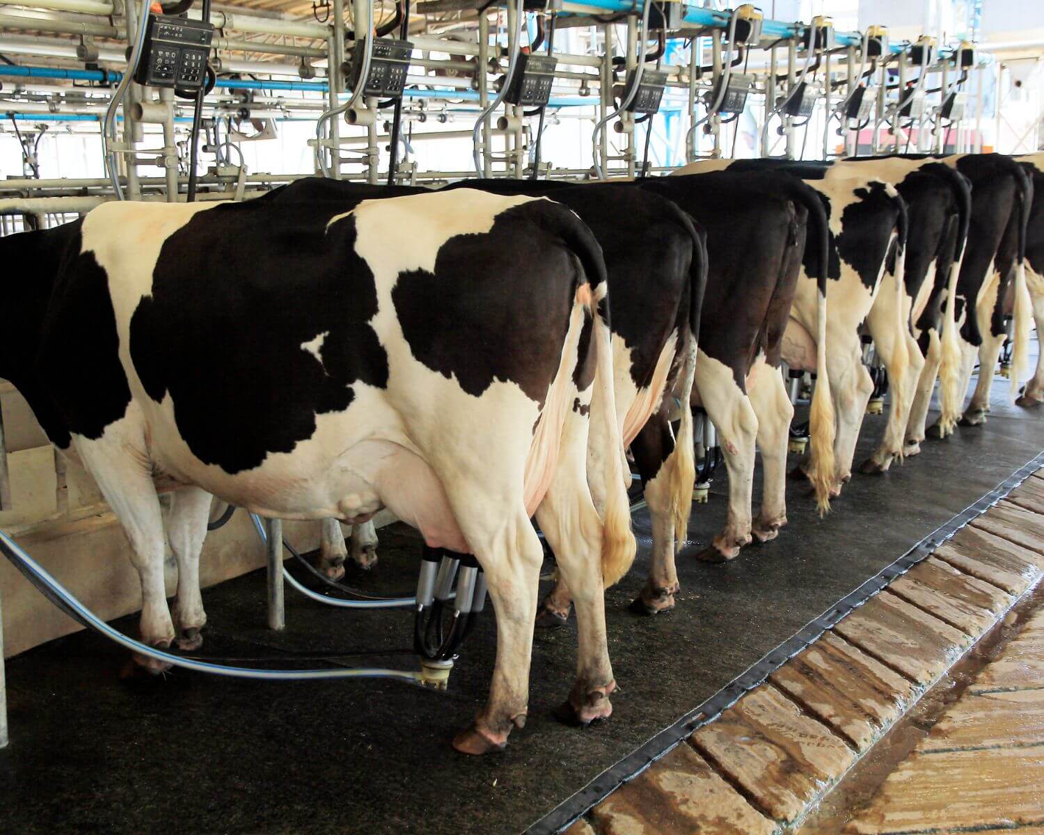 Projeto para a pecuária leiteira é aprovado na Câmara 