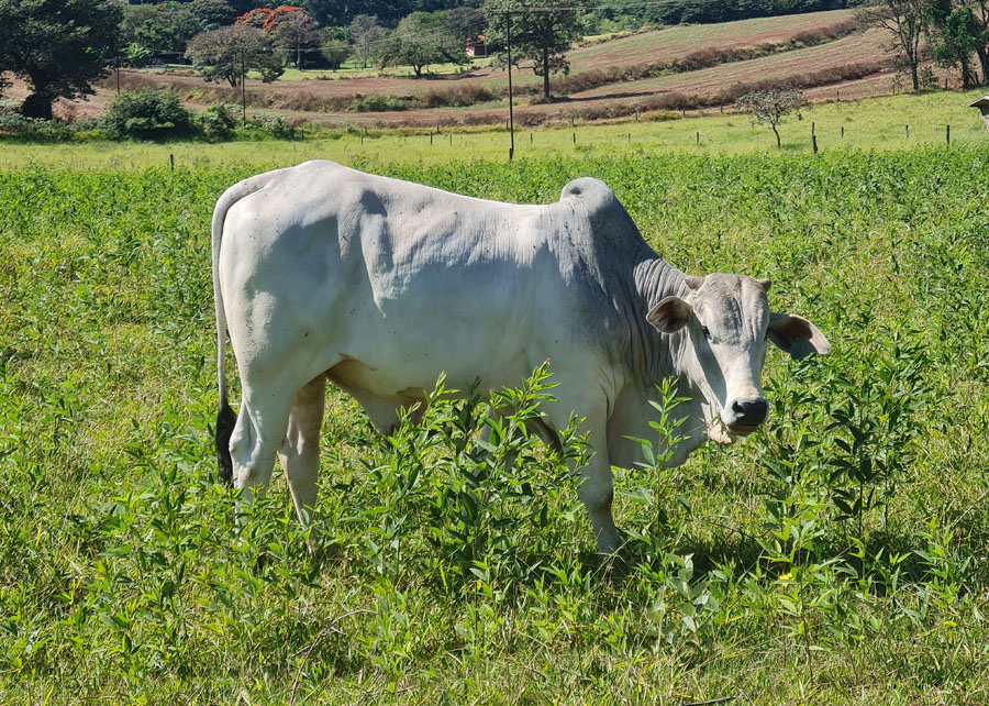 O PEÃO CONDUZ A BOIADA E O ROBUSTO BÚFALO EM DIREÇÃO À PASTAGEM 