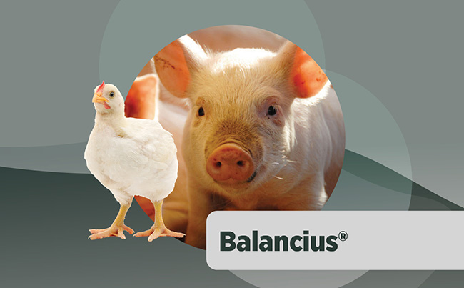 Balancius®