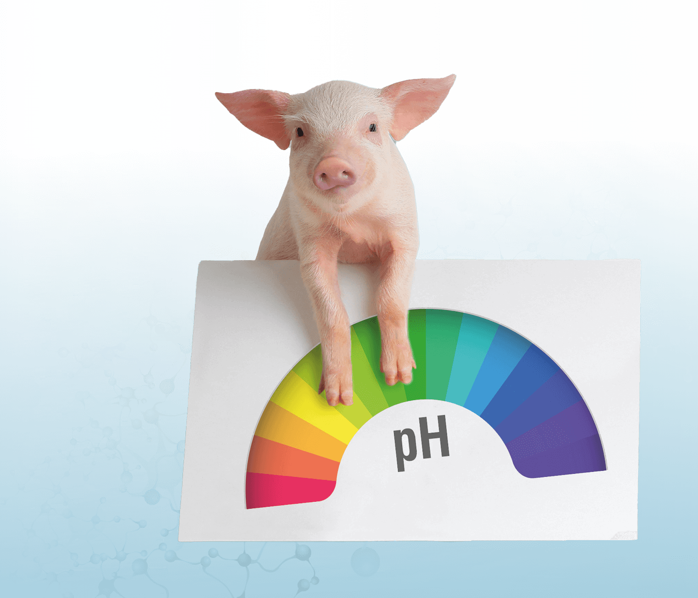 The role of acidifiers in piglet gut health
