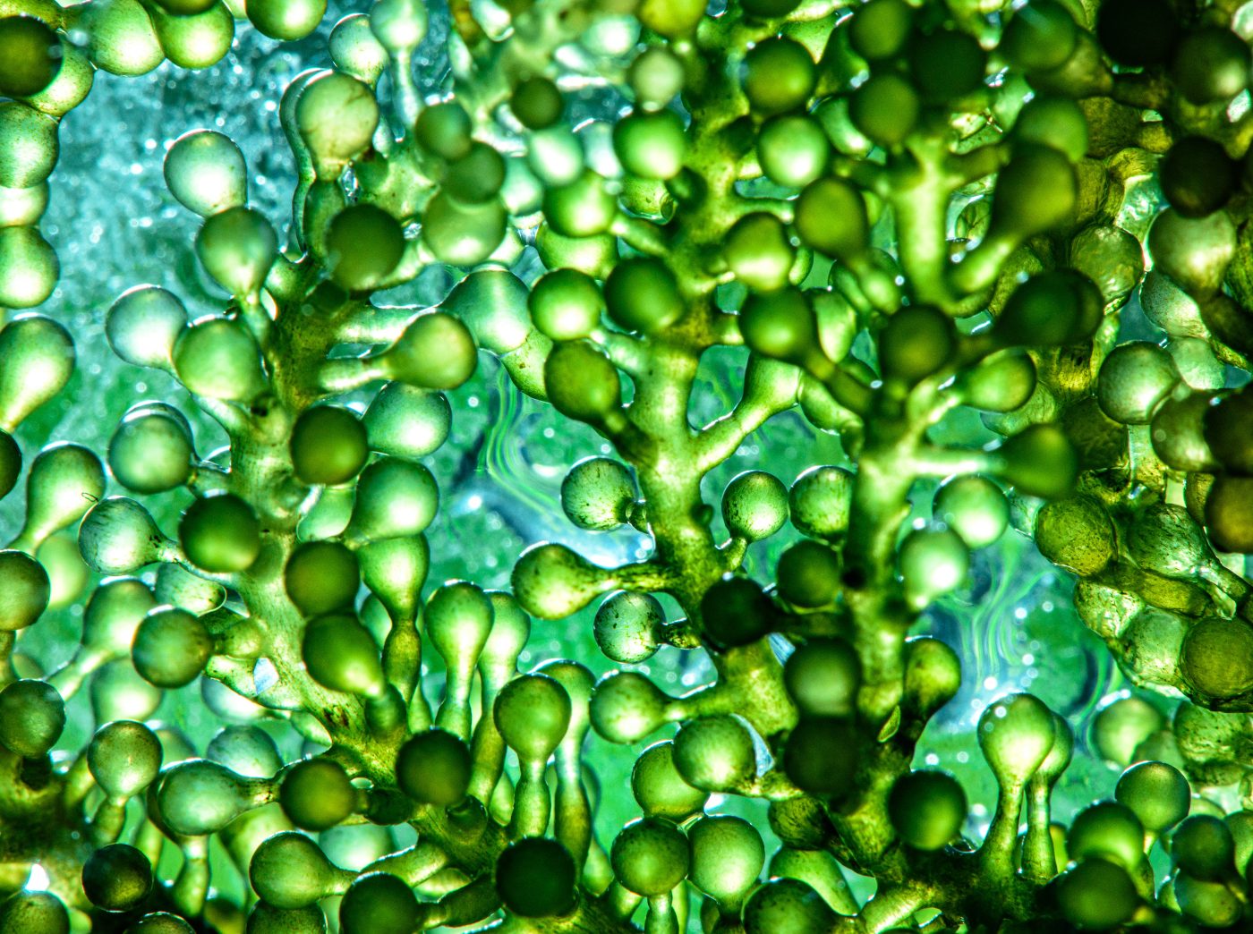 Alimentos a base de microalgas: materias primas alternativas prometedoras
