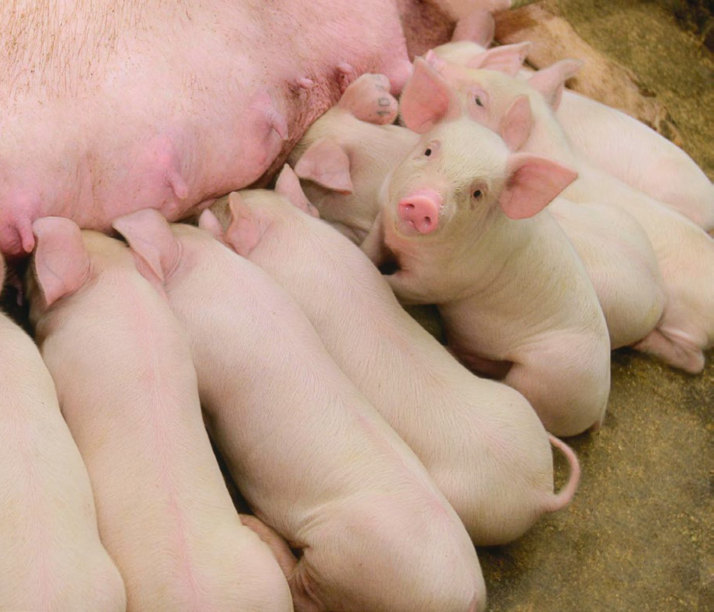 Alimentação de porcas e leitões visando resiliência ao estresse do...