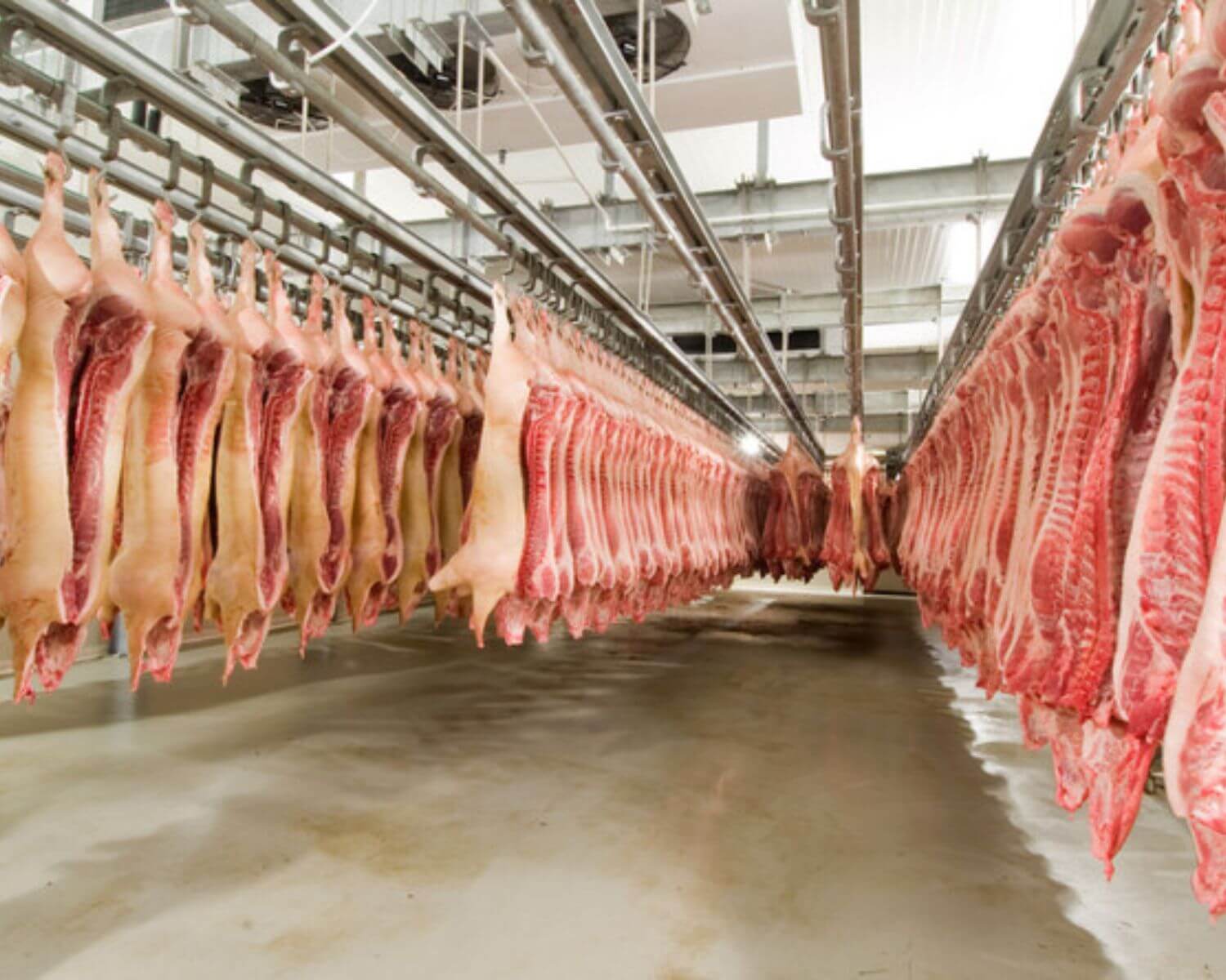 Exportações de carne suína registram recorde histórico