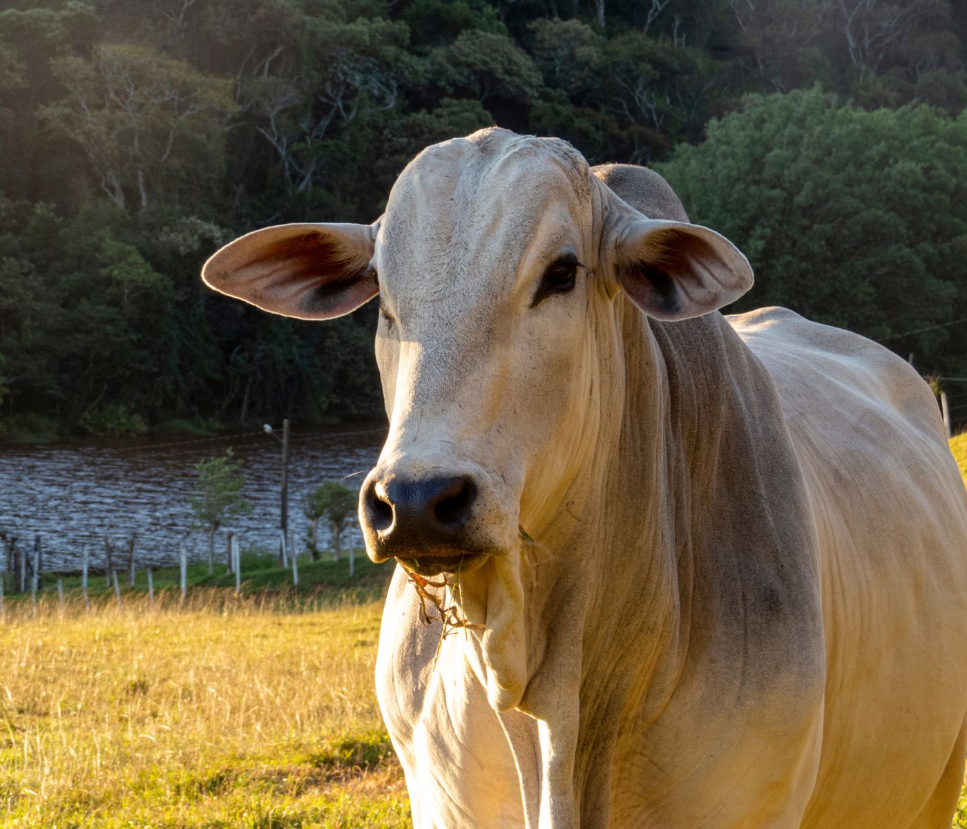 Potenciais biomarcadores para aumentar a eficiência alimentar do gado Nelore