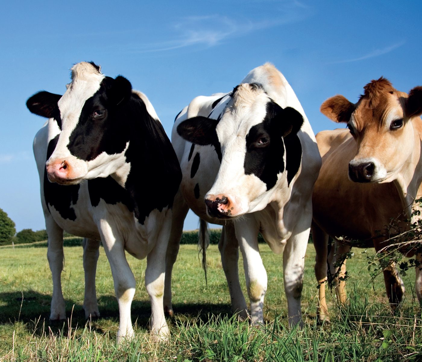 Metabolismo da glicose em vacas no pós parto e transição