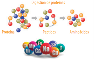 digestión de proteínas