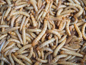 importancia alimentos a base de insectos