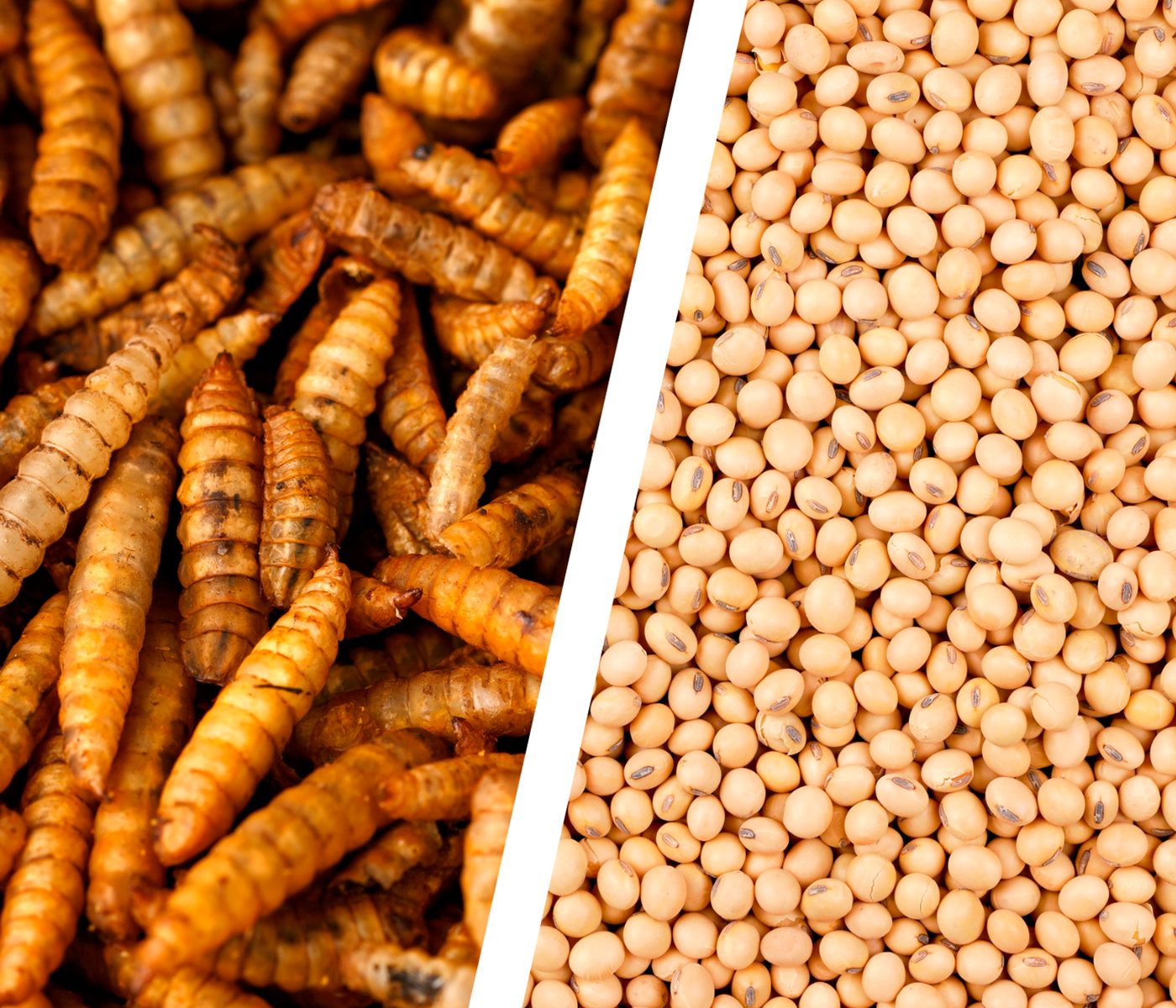 Insects a protein source for animal diets?