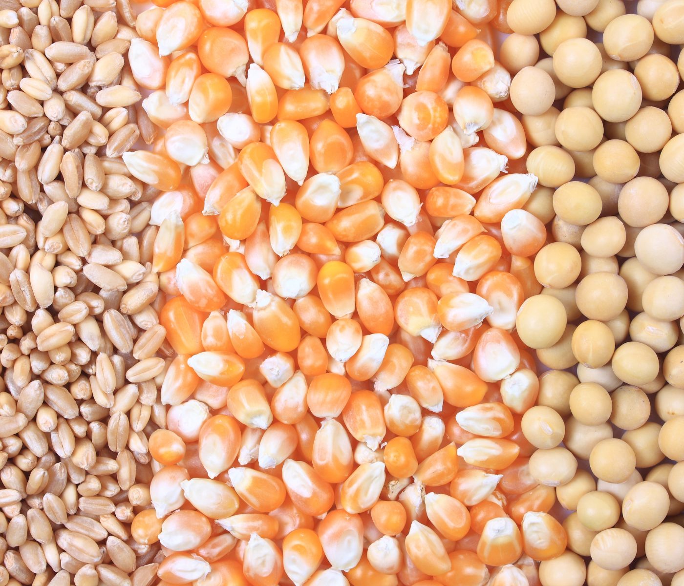 IGC eleva projeção da safra global 2022/23 de grãos em...