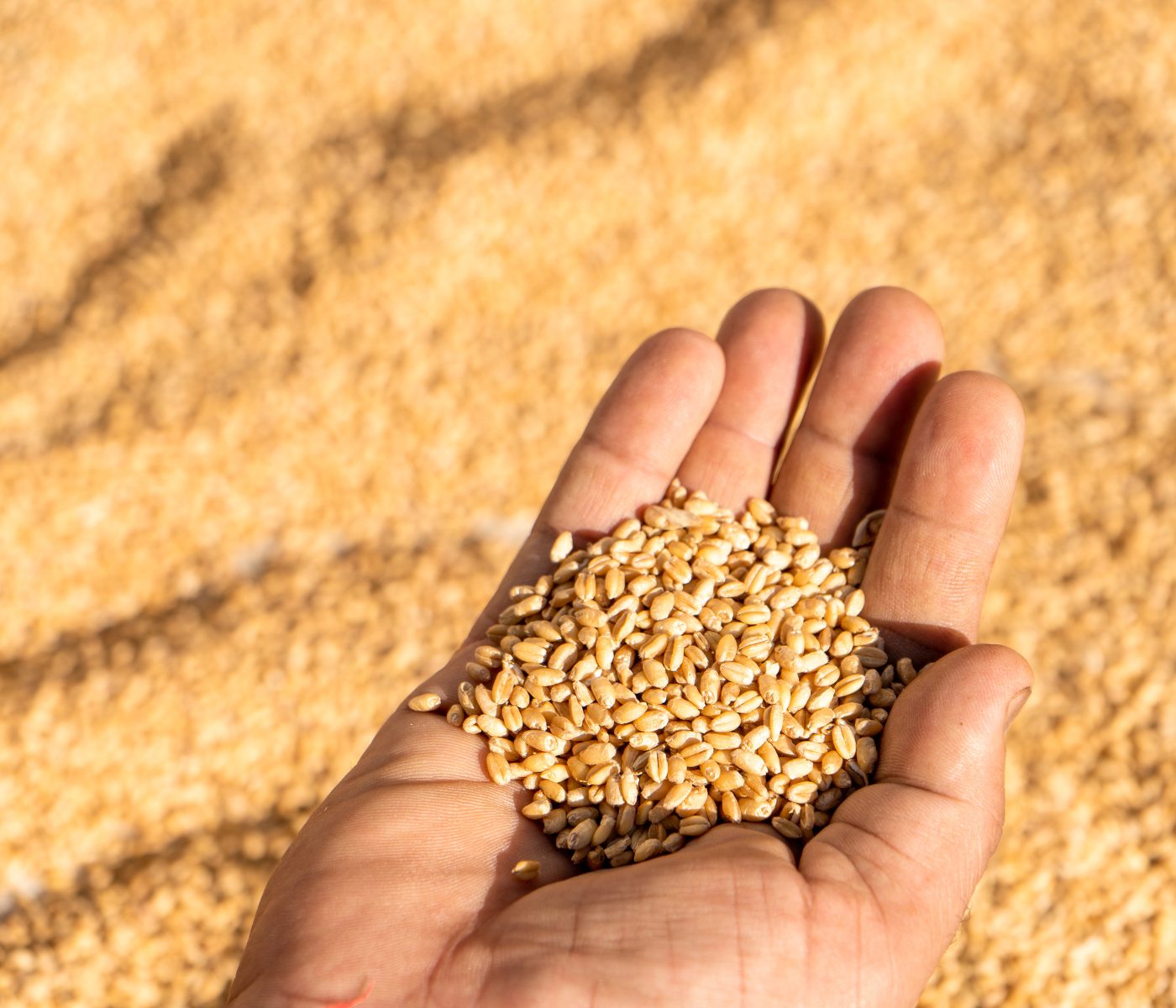 São Paulo registra safra recorde de 400 mil toneladas de trigo