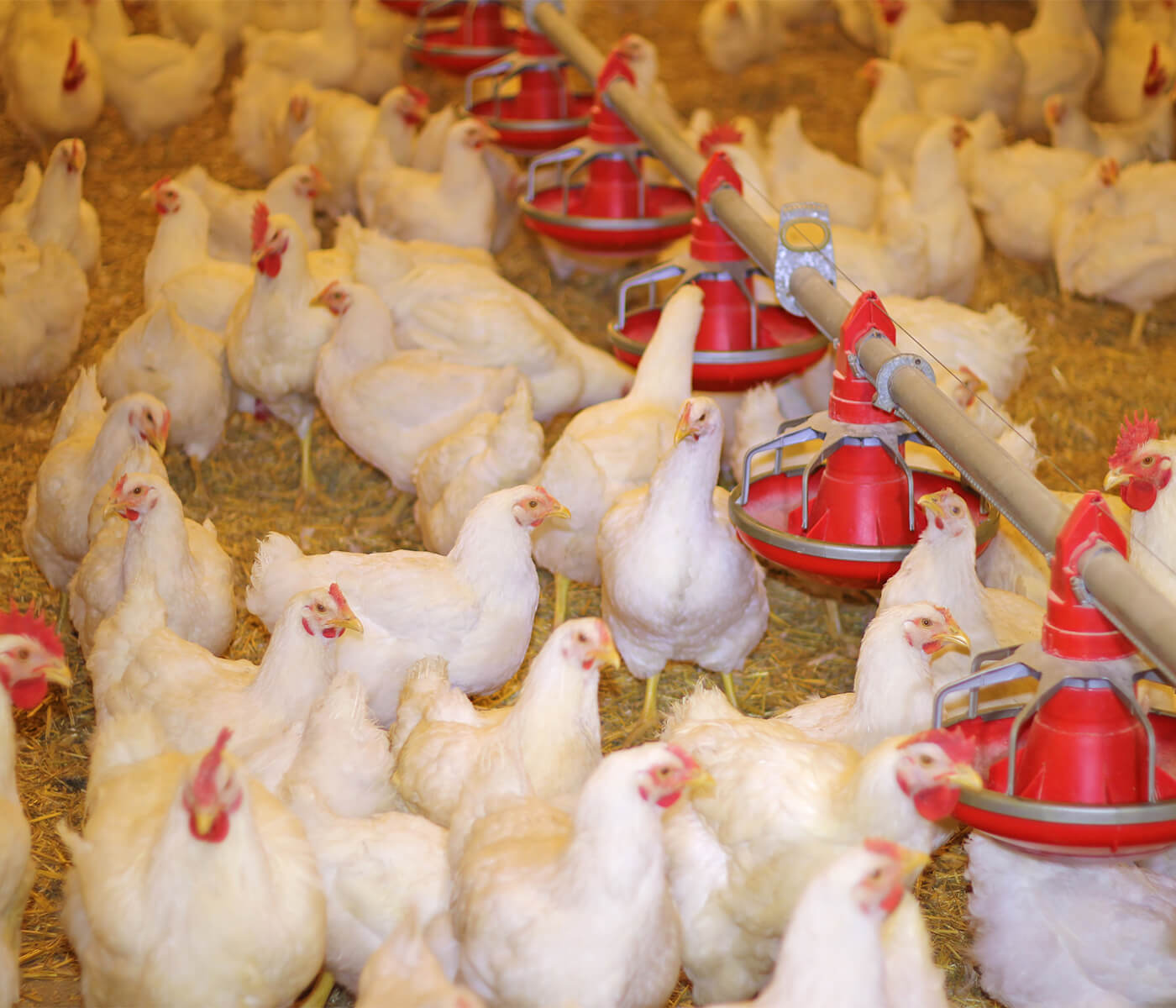 Suplemento natural como sustituto de Betaína en dietas para pollos de engorde