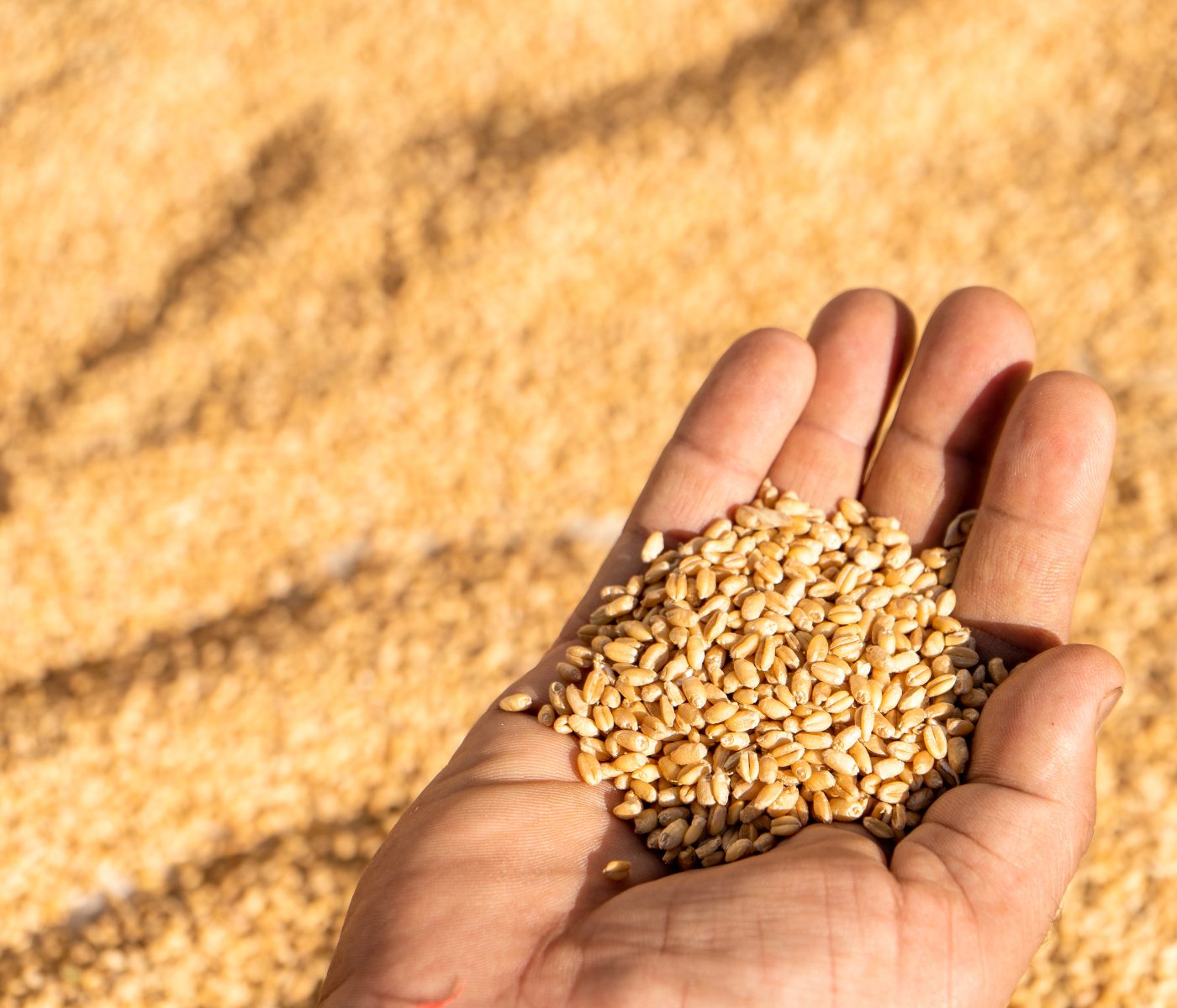 Ucrânia pode plantar 30% a menos de grãos de inverno na safra de 2022