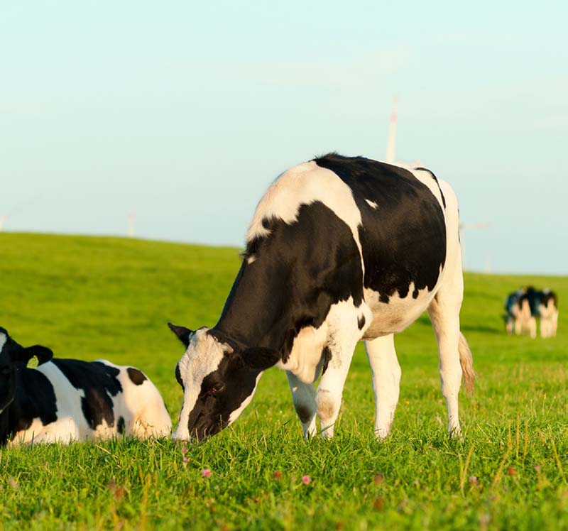 Ground Flaxseed supplementation in Dairy Cow diets