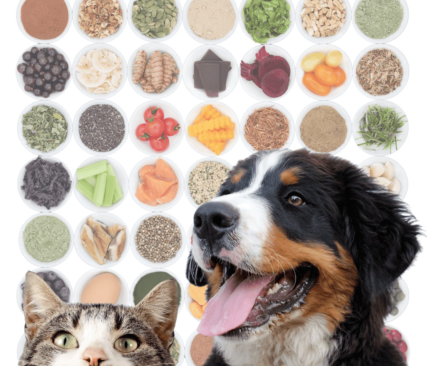 Os alimentos funcionais na nutrição de cães e gatos