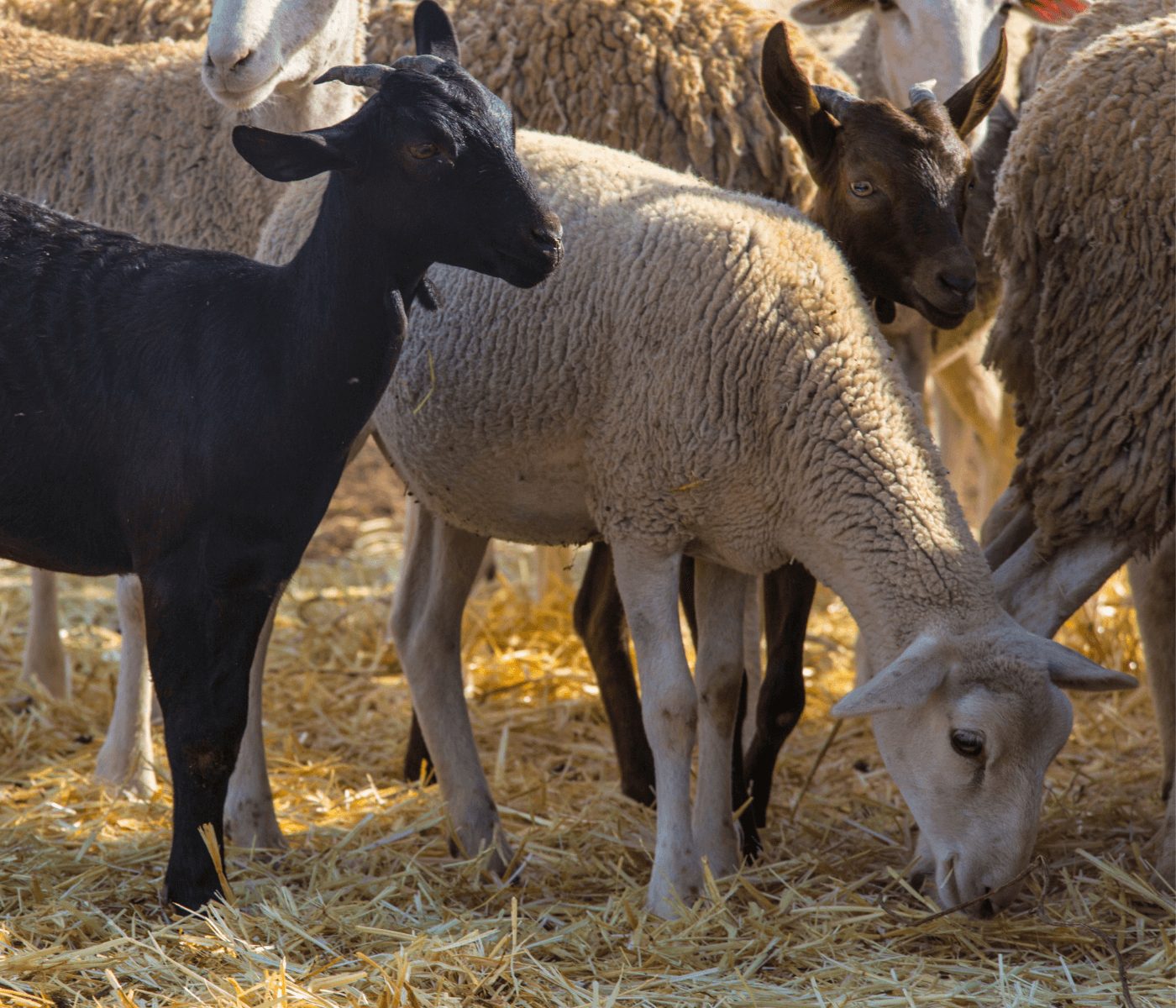 Técnica transforma carcaças de caprinos e ovinos em adubo orgânico
