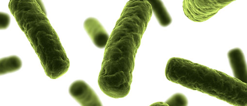 bacterias-ileitis-disenteria-2