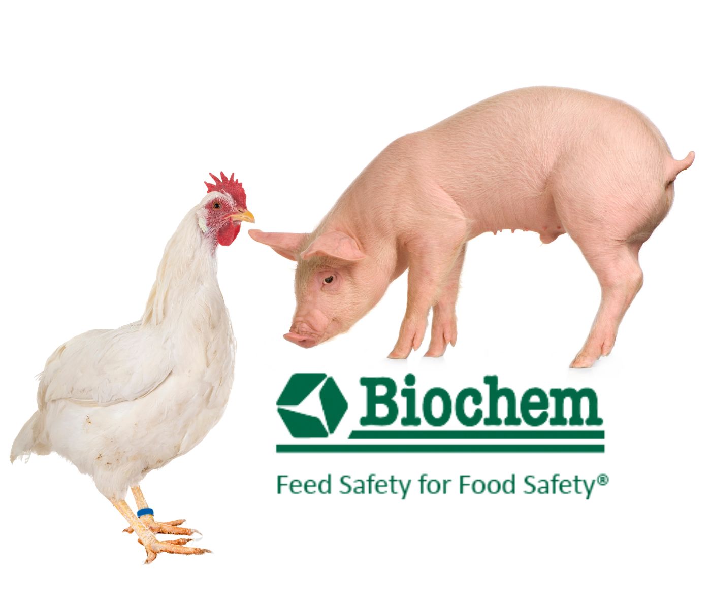 Biochem celebró su jornada técnica anual sobre porcino y avicultura...