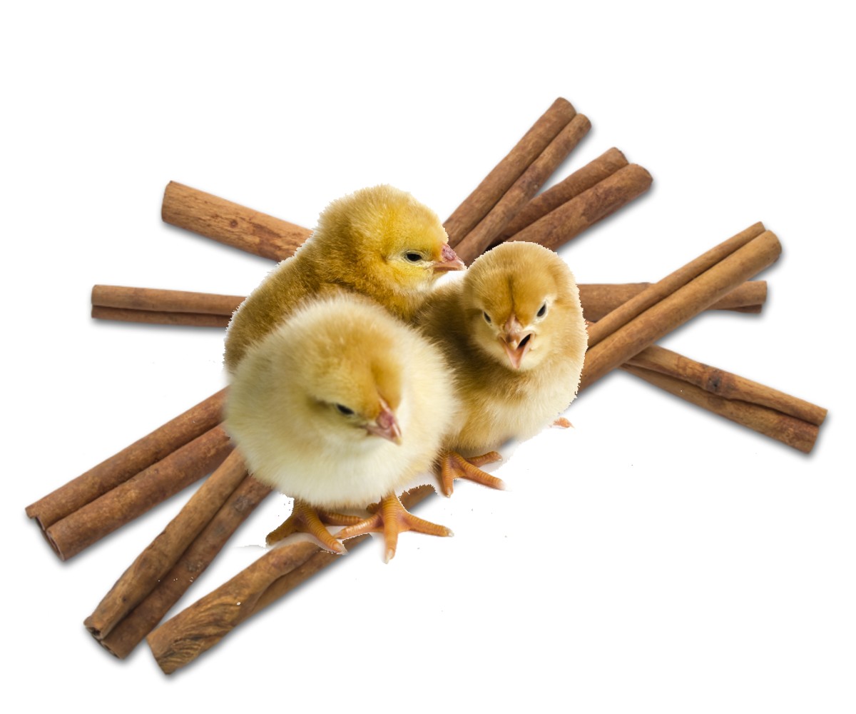 Canela: un aditivo natural para la salud de los pollos de engorde