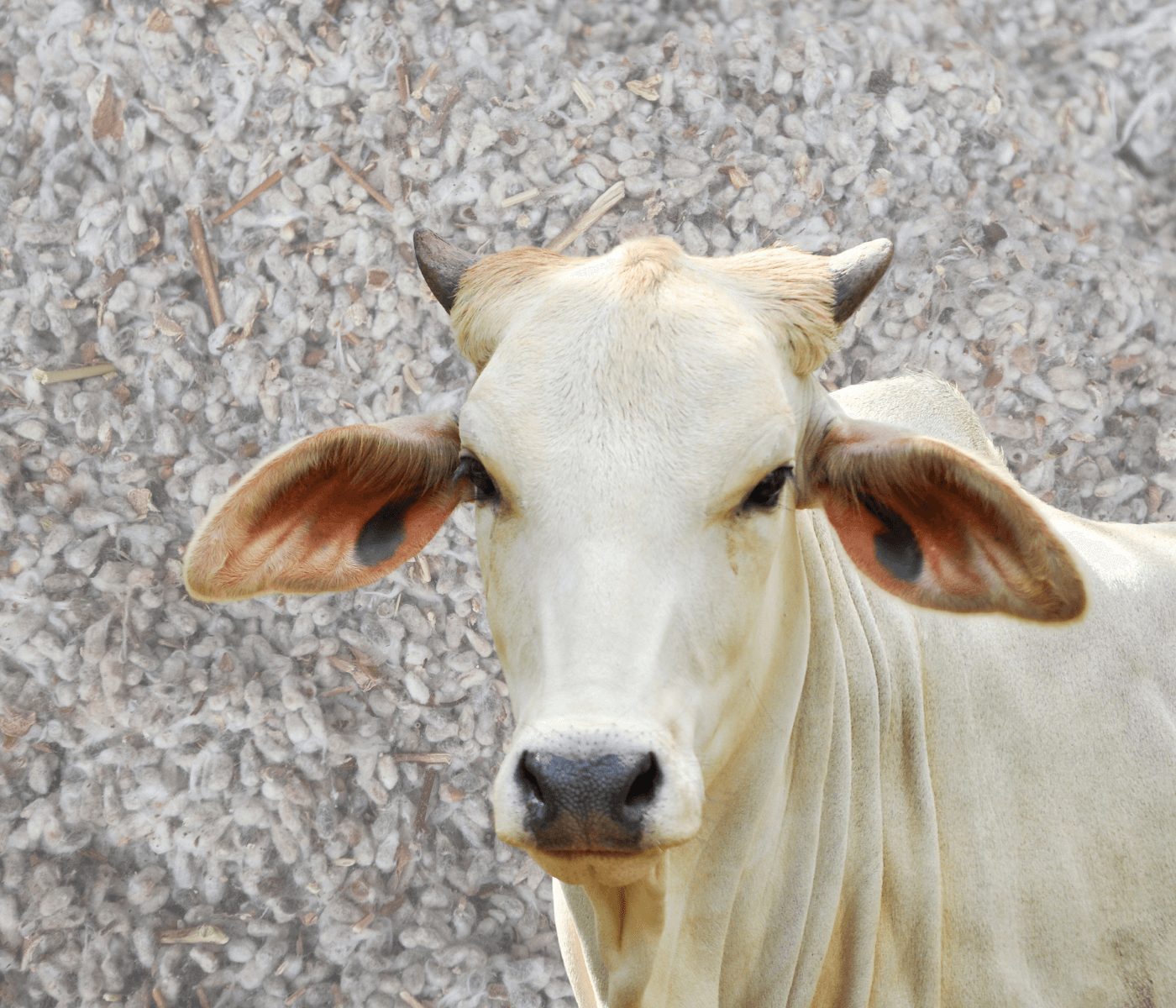 Caroço de algodão compactado é alternativa para alimentação de bovinos
