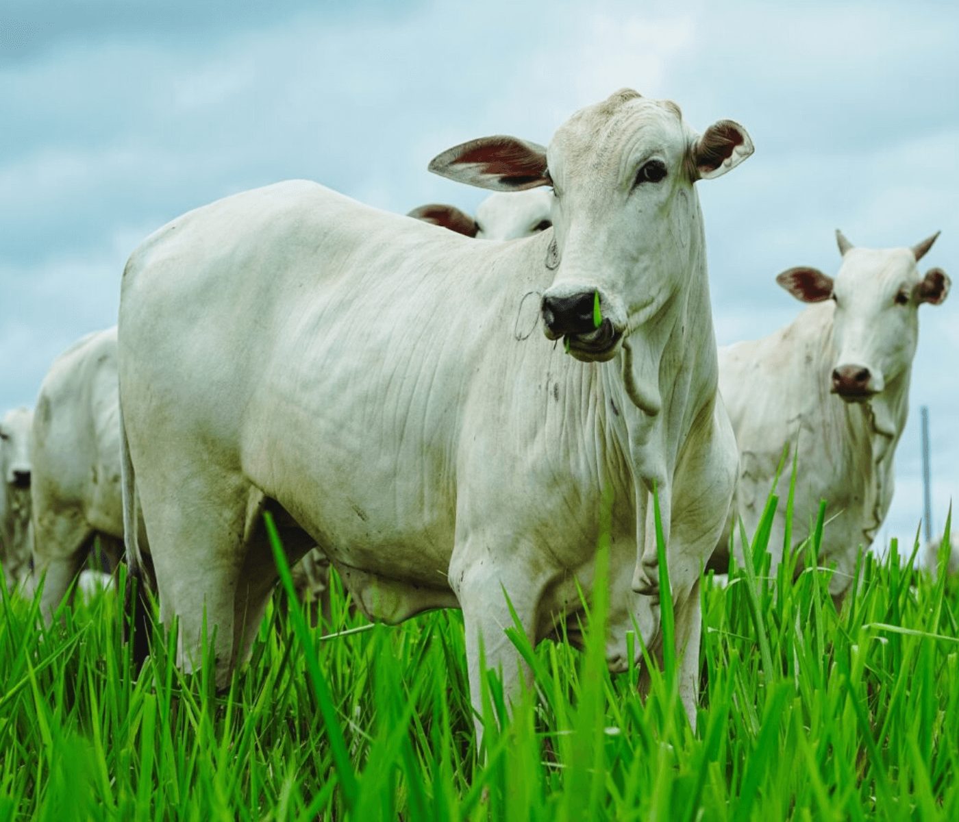 Condição nutricional das vacas é fator chave no sucesso da estação de monta