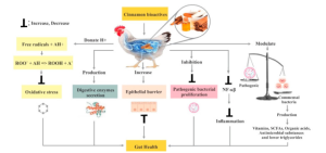 cinnamon-poultryintestinalhealth