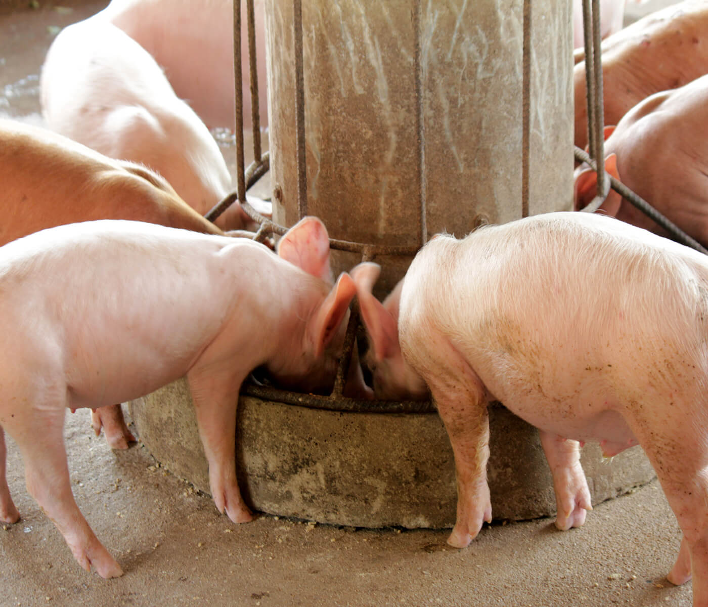 Effects of fiber and lignocellulose inclusion in piglet diets