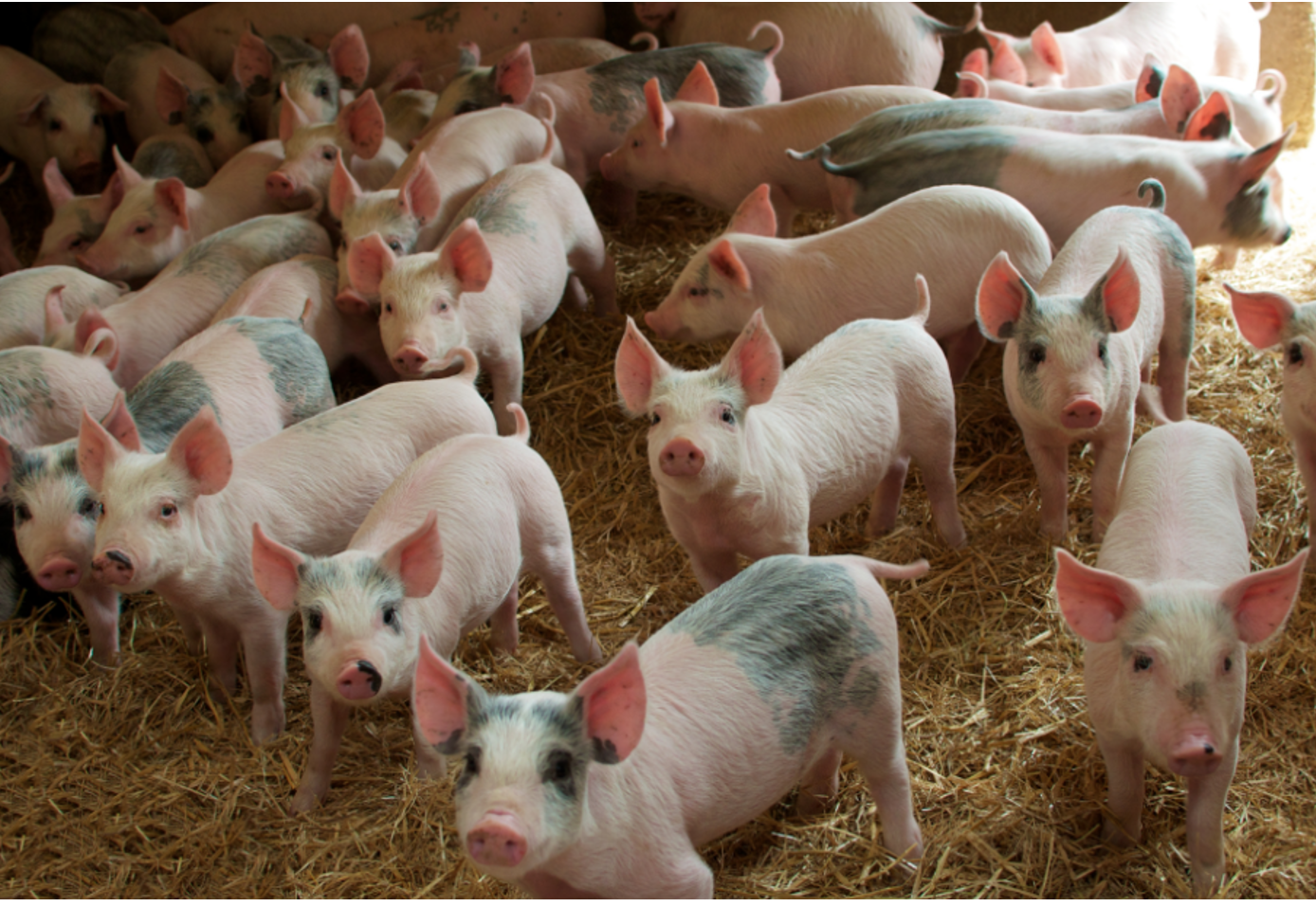 Sostenibilidad de la producción porcina