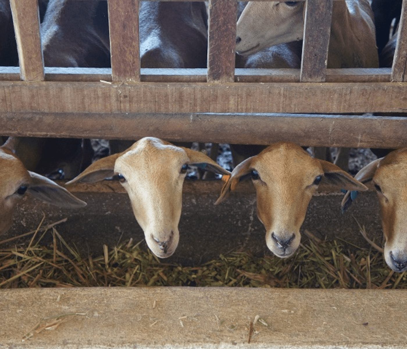 Embrapa promove curso sobre formulação de dietas para cordeiros