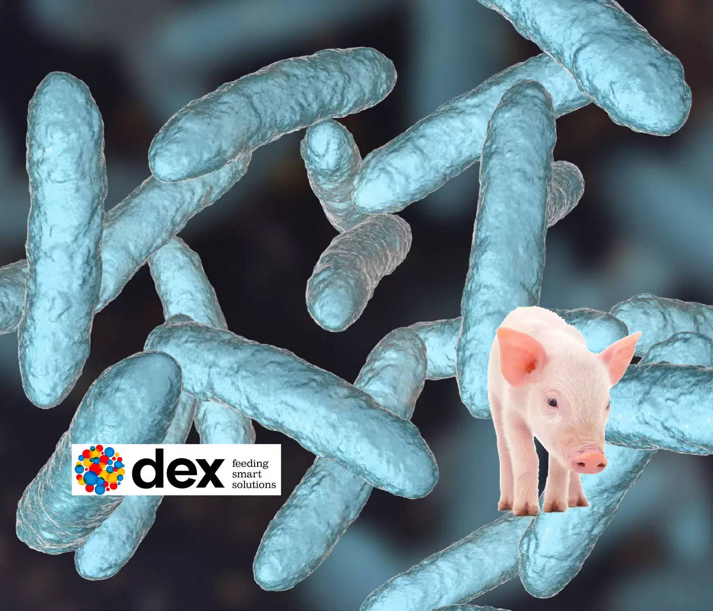 Ileítis y disentería, dos enfermedades dependientes de la microbiota intestinal