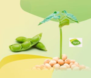Alfa-Galactosidasa para la mejora del valor nutricional de la soja