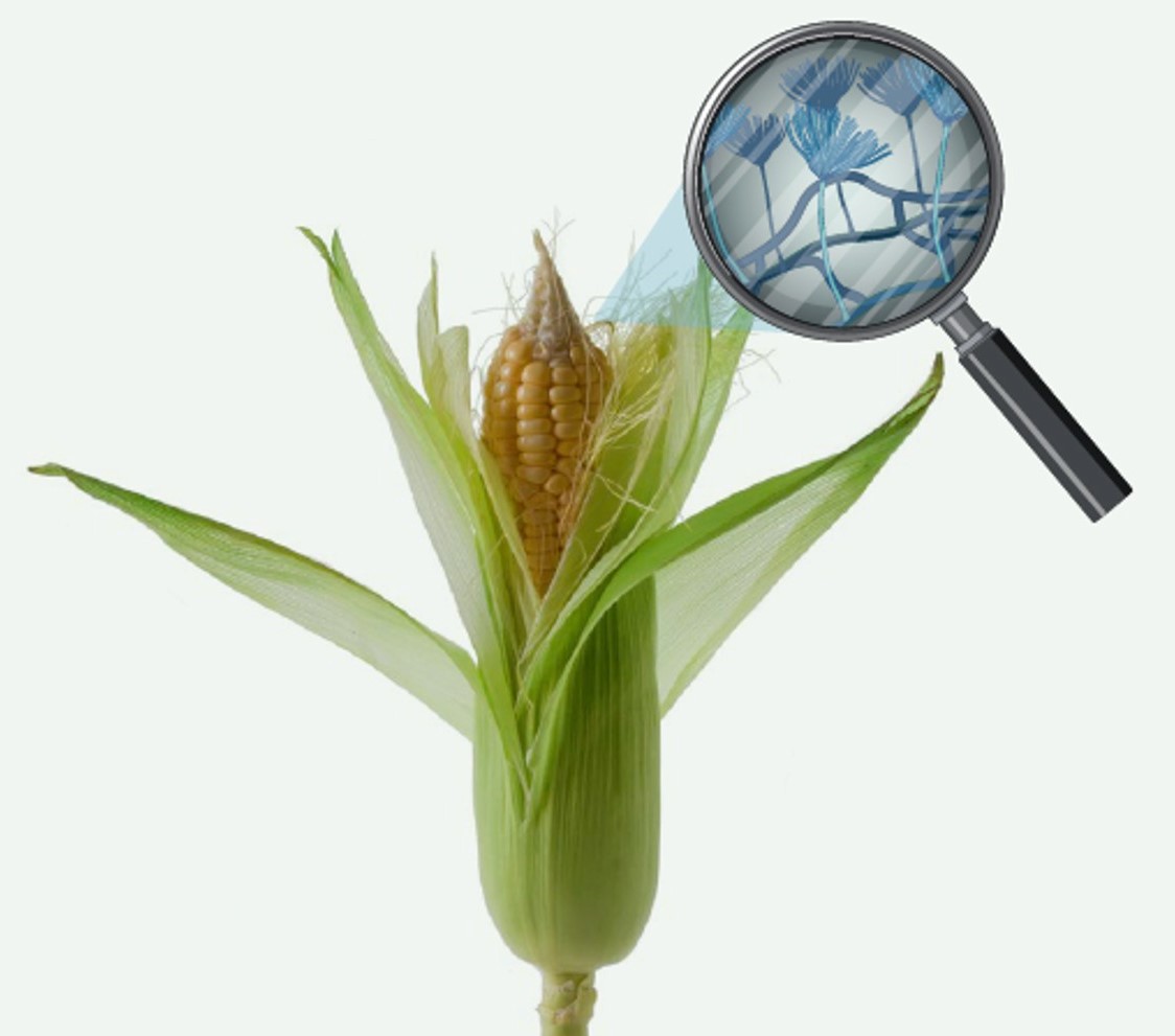 Mycotoxin control: Focusing on the problem