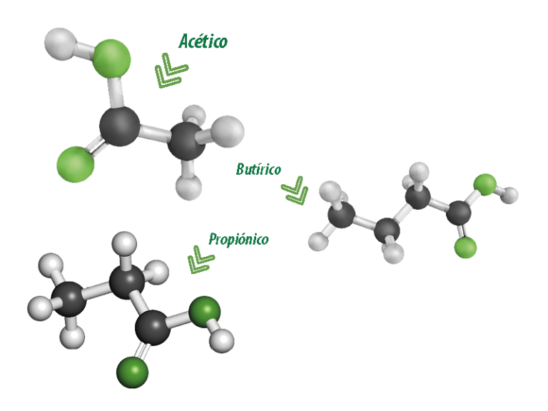 Metabolismo ruminal de los ácidos grasos volátiles Nutrinews