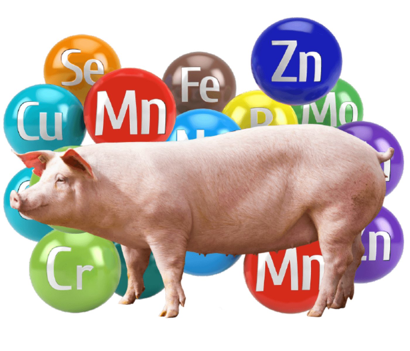 Microminerais de performance: a chave do bem-estar à produtividade das porcas