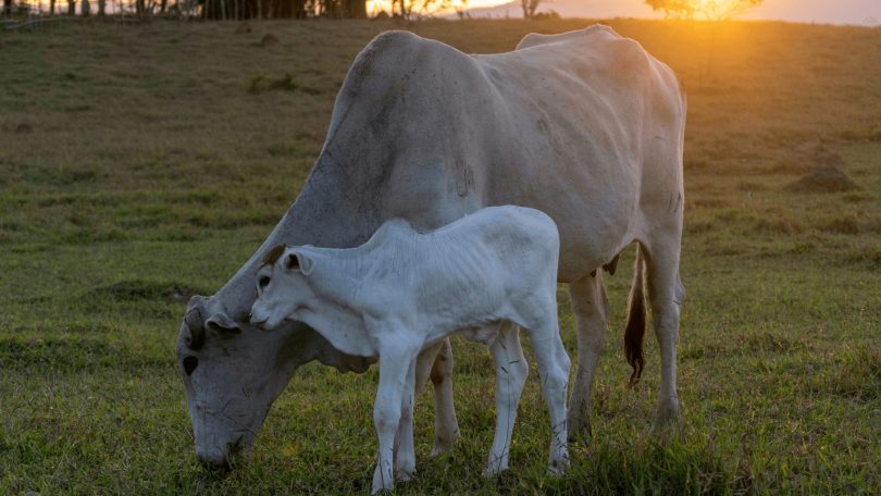 Creep-feeding: ferramenta para desmama de bezerros mais pesados