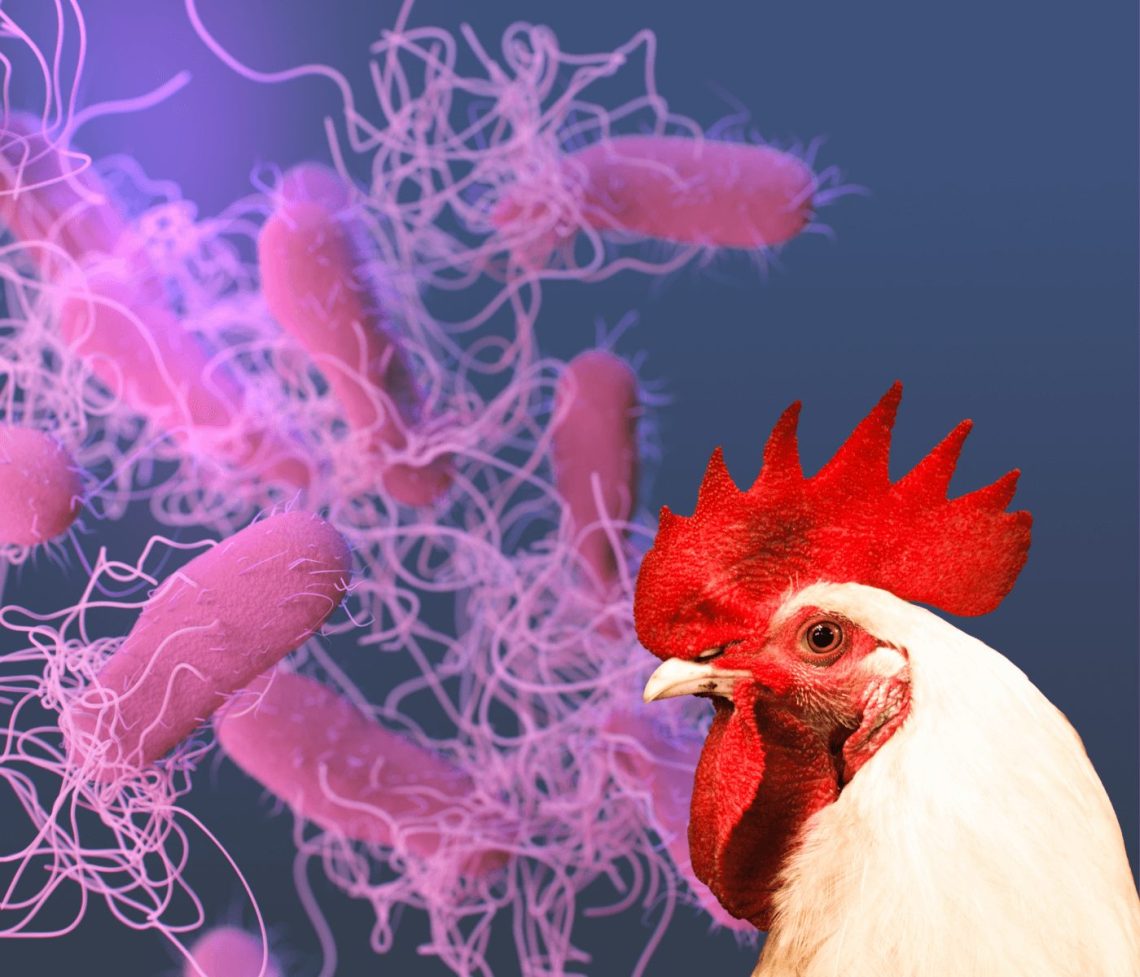 Poultry litter Is it safe enough to be used as soil fertilizer?