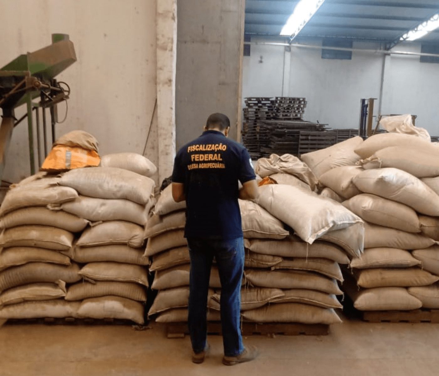 Mapa suspende comercialização de 15 toneladas de sementes de forrageiras