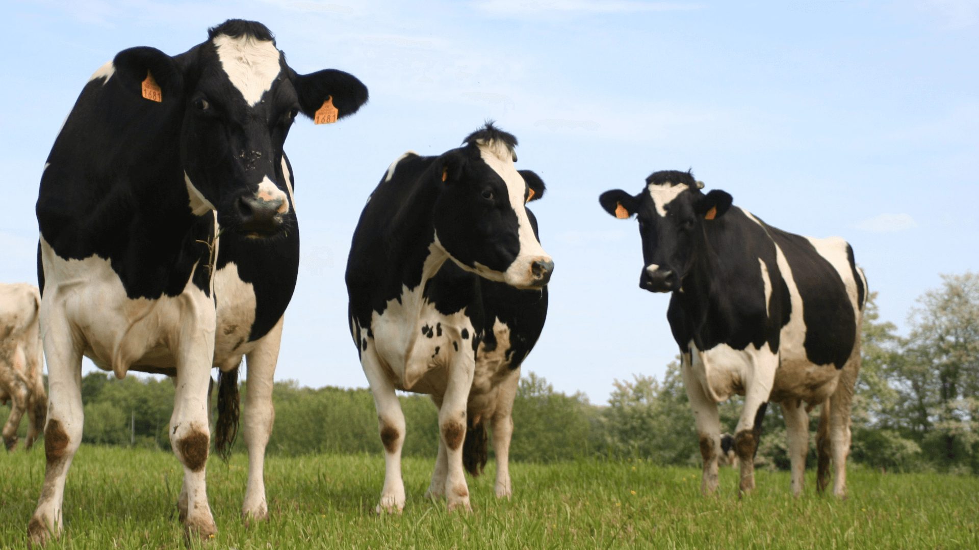 vacas-emissao-metano