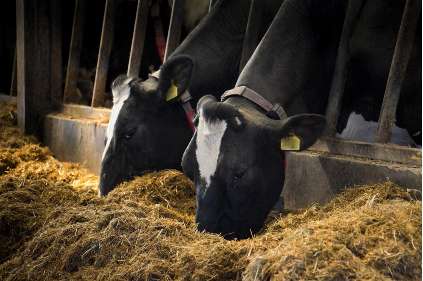 Improving feed efficiency in dairy cattle