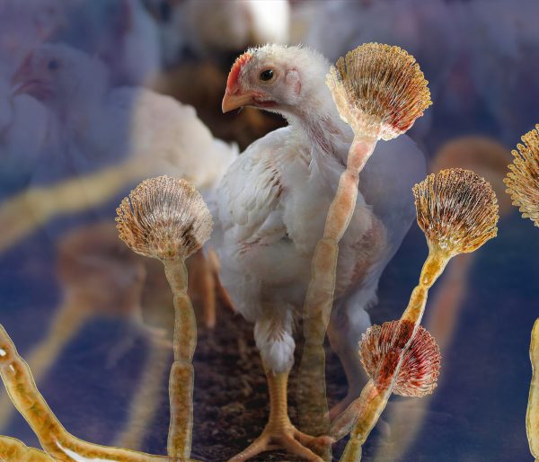 Micotoxinas en aves: ¿La amenaza oculta que afecta la vacunación de la parvada?