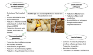 BAcillus