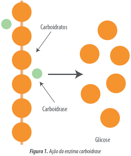 enzimas-carboidrases