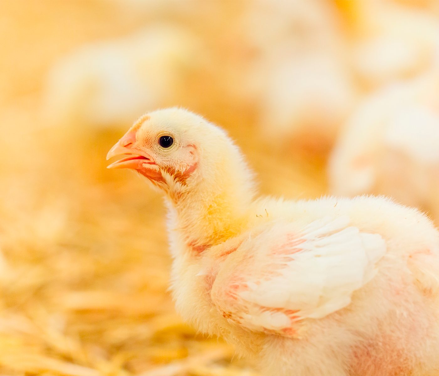 Bacillus spp. as probiotics in poultry nutrition