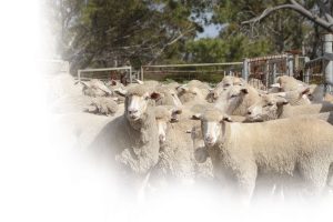 bienestar-animal-ovejas