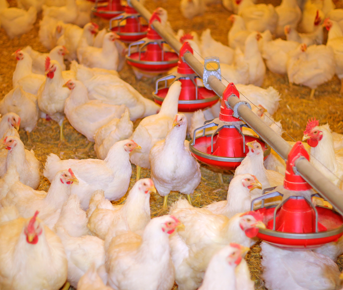 Capsozyme SB Plus: rendimientos productivos y la utilización en pollos...